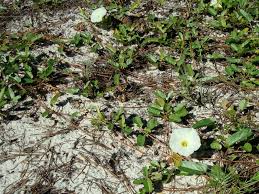 Image result for Ipomoea stolonifera