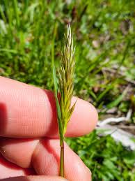 Image result for Anthoxanthum