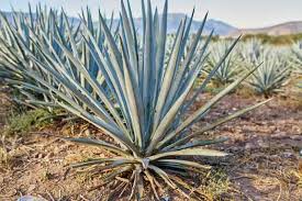 Image result for Agave