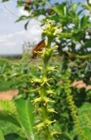 Image result for Excoecaria bussei