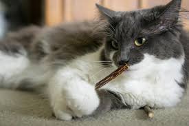 But, chewing on bags can lead to a lot of problems for your feline friend. The 14 Best Chew Toys For Cats With Razor Sharp Teeth