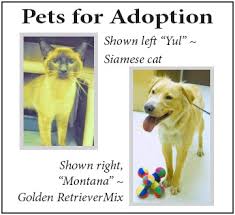 All creatures great and small. Pets Pets Pets Babylon Beacon