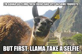 Online Fashion Shop For Women Men Kids Funny Llama Funny Pictures Awkward Animals