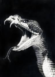 Defraudo Mortem Snake Animal Photography Animals Wild