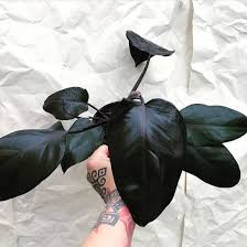 Black Philodendron Royal Queen House Plants Cool Plants Philodendron