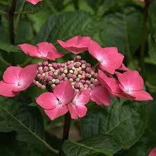 Image result for Hydrangea macrophylla bela obrázek