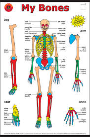 My Bones Chart Learning Can Be Fun Educational Resources