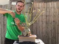 Bonsai At The Rbg Fall Show The Bonsai Zone Oct 2017 Fall Shows Bonsai Rbg