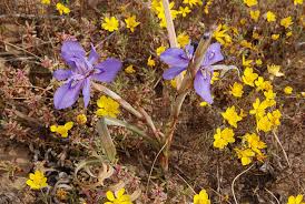 Image result for Moraea niassensis