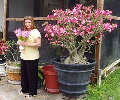Desert Rose Desert Rose Plant Rose Plant Care Planting Roses