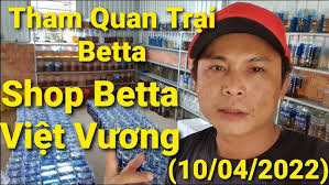 Việt Vương Betta
