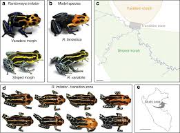 Reproductive Isolation Related To Mimetic Divergence In The