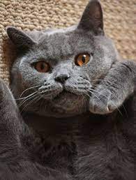 Pin On Cute