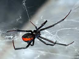 Just Be Aware That The Black Widow Spider Is Around Gothamist