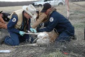 Although fish and game wardens are not expected to see a huge increase in job growth, they do continue to be in demand to replace workers who are retiring. Careers In Enforcement New Mexico Department Of Game Fish