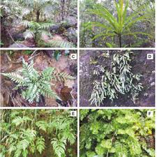 Image result for Zygophlebia villosissima