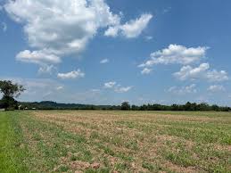 Image result for Xyris capnoides