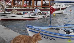 Kendine Ozgu Mimarisi Dar Sokaklari Papalinasi Kedileri Ve Essiz Manzarasi Ile Cunda Adasi Cundaadasi Ayvalik Alibeyadasi Kediler R Kedi Dogal Essiz