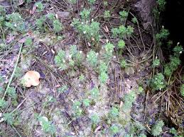 Image result for Limnophila indica