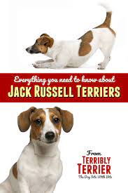 Jack Russell Terrier The Adrenaline Junkie Of The Dog World Jack Russell Terrier Jack Russell Russell Terrier