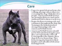 Pit bulls are fantastic pets for any family. How Long Does A Pitbull Live Youtube