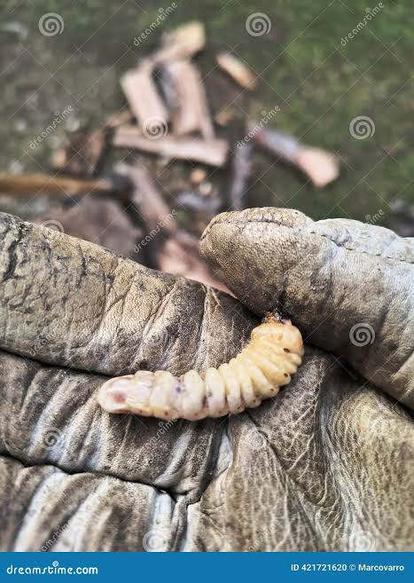 Larva of woodworm stock photo. Image of damage, borer - 421721620