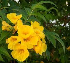 We did not find results for: Yellow Bells Grow Trees Blog