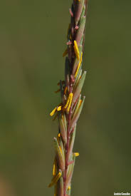 Image result for Trachypogon