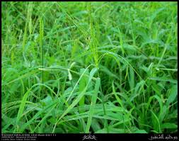 Image result for Arundinella