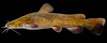 This link opens in a new tab. Flathead Catfish Missouri Department Of Conservation