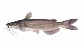 In a large, heavy skillet, heat ¼ inch. Fish Identification Department Of Natural Resources Division