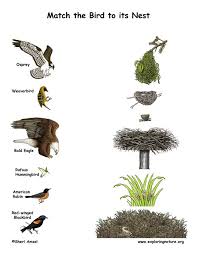 Names Of Birds With Their Nests Match The Birds With Their Nests Color Bird Unit Study Homeschool Nature Study Nature School