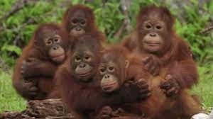 You probably all know the story by now: Orang Utan Kids Lernen Dass Schlangen Gefahrlich Sind Dieses Video Bringt Ihr Herz Zum Schmelzen Stern De
