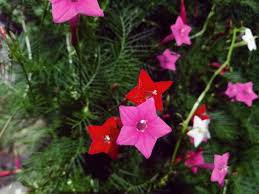 Image result for Ipomoea quamoclit