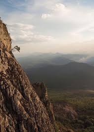 Image result for Schizochilus lepidus