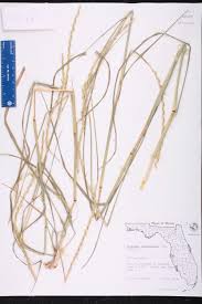 Image result for Elionurus tripsacoides