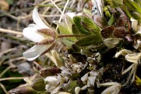 Image result for Cerastium afromontanum