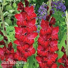 Gladiolus Carnival Collection Van Meuwen Bulb Flowers Gladiolus Bulbs Gladiolus Flower
