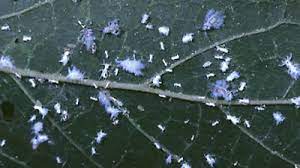 The tiny white fuzzy bugs also quickly infest greenhouse plants such as tomatoes. What Are Those Tiny White Flying Bugs Say Hello To Woolly Aphids Whnt Com