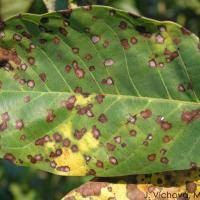 Image result for Walnut blight