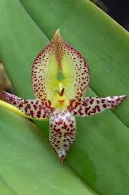 Image result for Bulbophyllum comatum