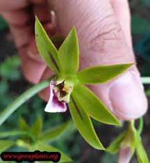 Image result for Eulophia nyasae