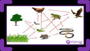 Salah satu yang paling penting adalah tentang makanan, karena makanan adalah kebutuhan pokok yang utama. Rantai Makanan Ekosistem Kebun Pengertian Dan Contoh Ekosistem Di Kebun Lengkap Ilmu Pengetahuan Alam Ipa