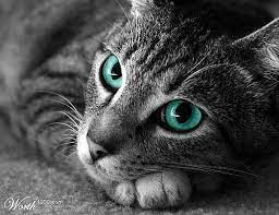 Check spelling or type a new query. Tabby Grey Blue Eyes Gray Tabby Grey Blue Eyes Cat Novocom Top