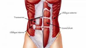 Exercice Pour Perdre Son Ventre Mon Grimoire Muscle Abdominal Abdominaux Transverse Pilates Pour Debutants