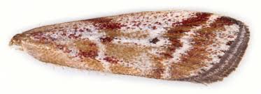 Image result for Delplanqueia inscriptella