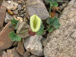 Image result for Aristolochia hockii