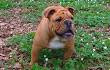 The Different Types of French Bulldogs - Explained