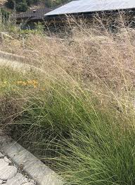 Image result for Sporobolus panicoides