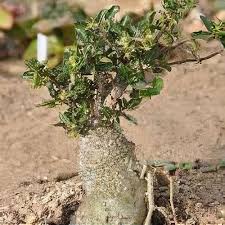 Image result for Fockea angustifolia